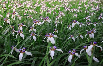 《星球大战绝地：幸存者》的卡尔将保留前作所有技能